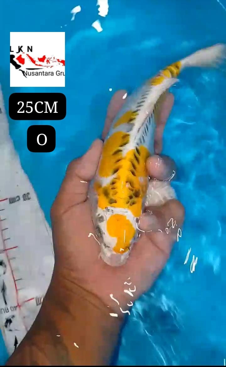 MINION KUJAKU DOIT KUNING ANTIK LANGKA CALON KOLEKSI KOLAM NYA SULTAN IKAN DI OWNER BOJONEGORO 25cm