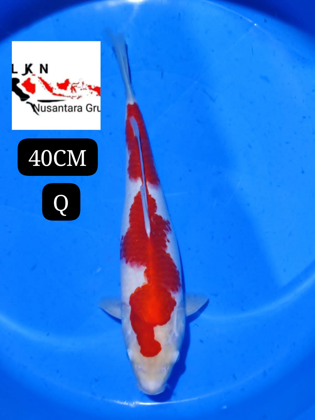 SUPER KOHAKU ORIGINAL MALE IKAN INI TITIPAN LLG DR SELLER BLITAR 40cm
