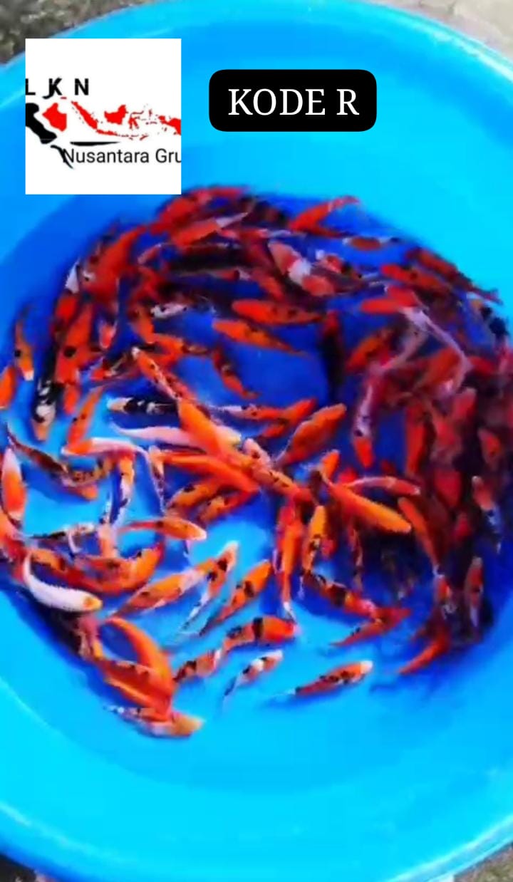 PKT BIBITAN 135 EKOR GOSANKE JOS JOS IKAN INI TITIPAN DARI SELLER BLITAR 1015cm