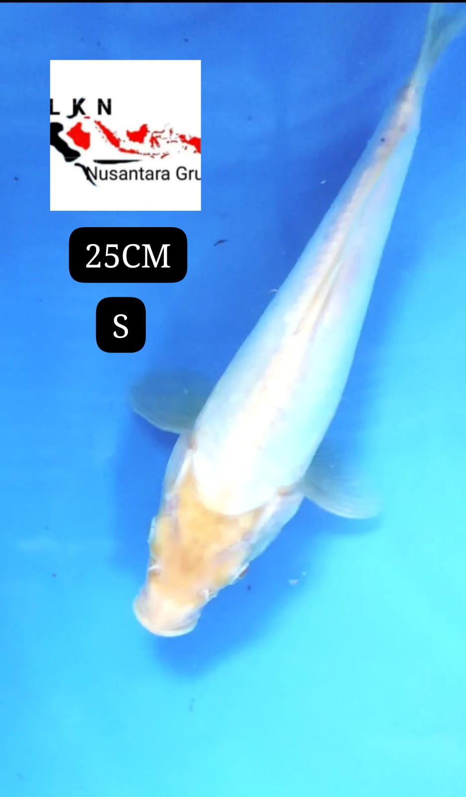 SHIROMUJI ORIGINAL IKAN TITIPAN DR SELLER BLITAR 25cm