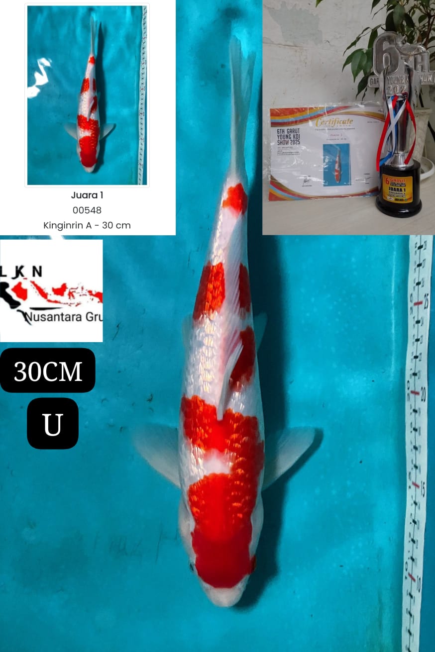 SUPER GINRIN KOHAKU IKAN PRESTASI JUARA CERTIFIKAT INCLUDE TROPY IKAN TITIPAN DARI BANDUNG 30cm