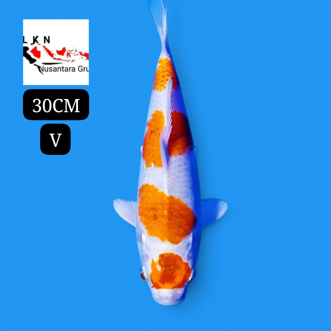 SUPER MARUTEN HARIWAKE ISTIMEWA LOKASI IKAN DI OWNER BANDUNG 30cm