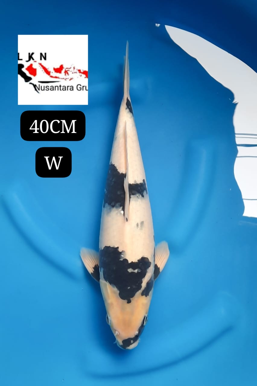 SUPER SHIRO UTSURI MOTOGURO JOS IMBANG ORIGINAL ISTIMEWA LOKASI IKAN DI OWNER BANDUNG 40cm