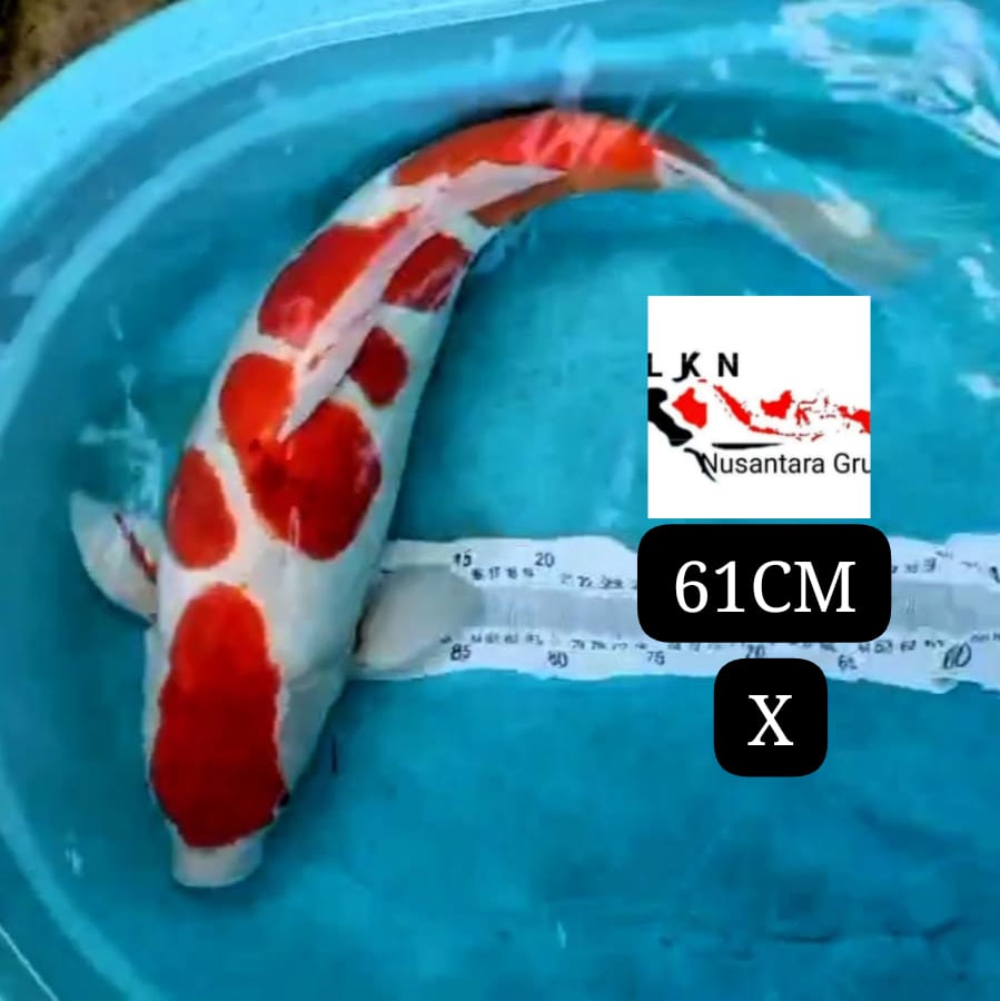 SUPER JUMBO KOHAKU DOITSU ISTIMEWA LOKASI IKAN DI OWNER BLITAR 61cm
