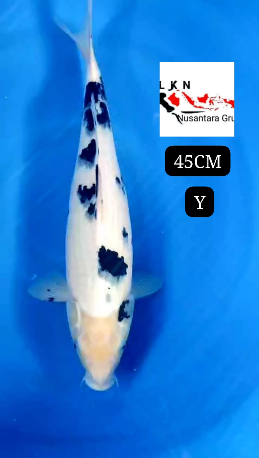 SUPER BEKKO ORIGINAL JUMBO POSISI IKAN TITIPAN DARI OWNER BLITAR 45cm