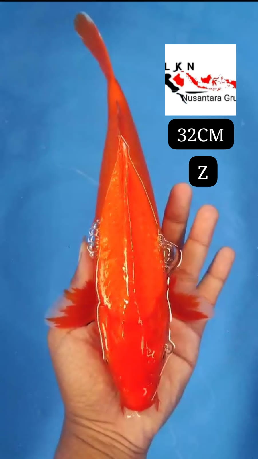 SUPER BENIGOI MERAH MENYALA ISTIMEWA LOKASI IKAN DI OWNER BLITAR 32cm