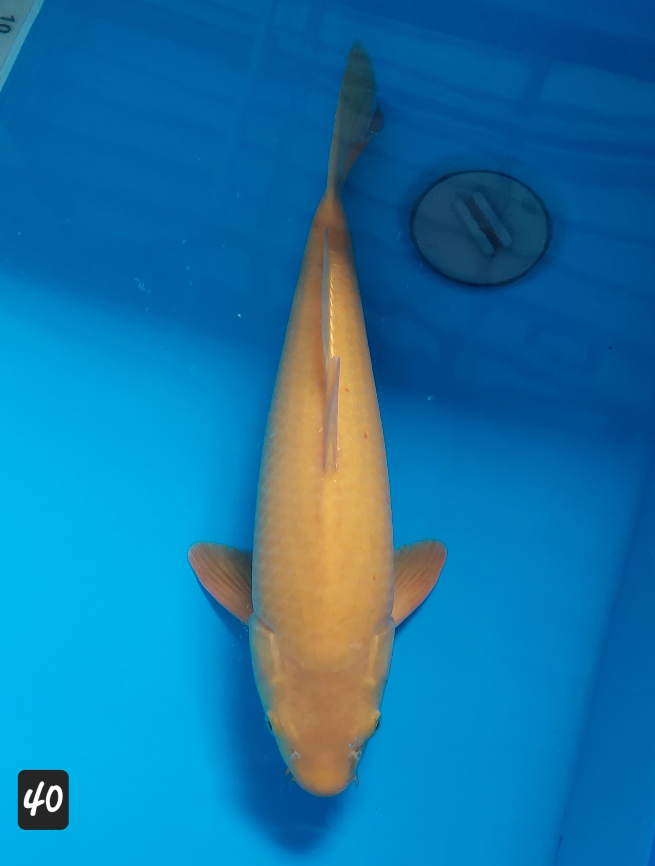 KARASHI LEMON KKF PRODUCT 40cm