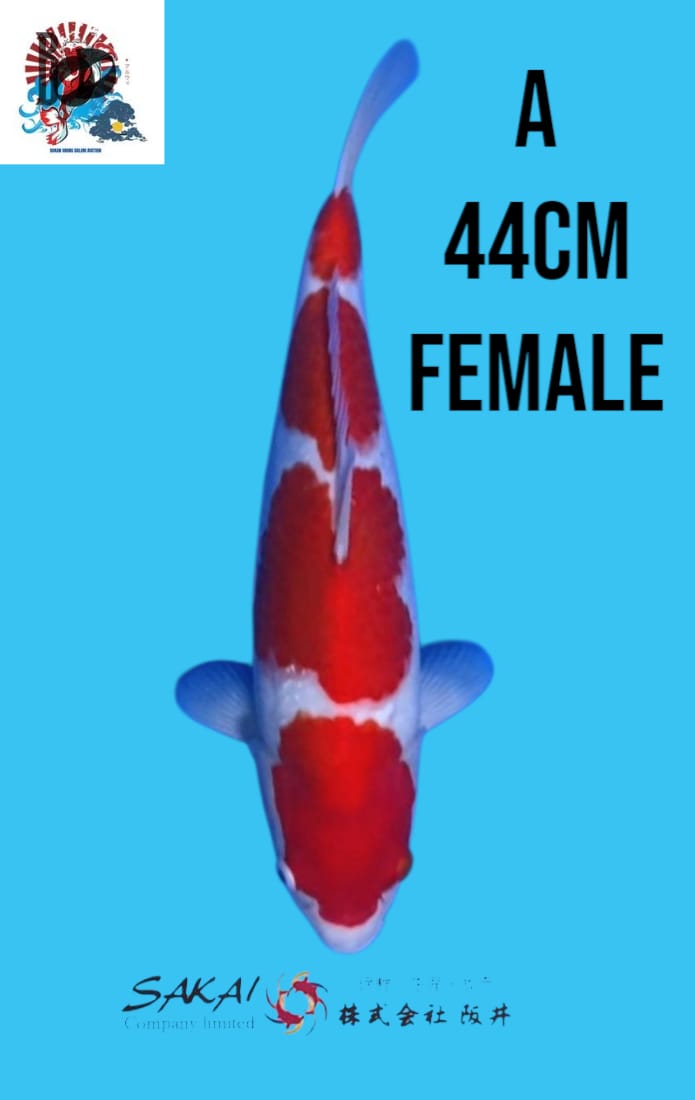 KOHAKU SAKAI CO LTD 44cm