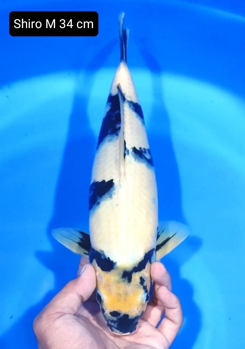 SHIRO M 34cm