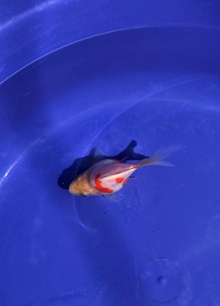 TAMASABA MUNUK BRUTAL 7cm