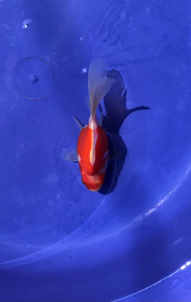 TAMASABA LT MUNUK BRUTAL 8cm