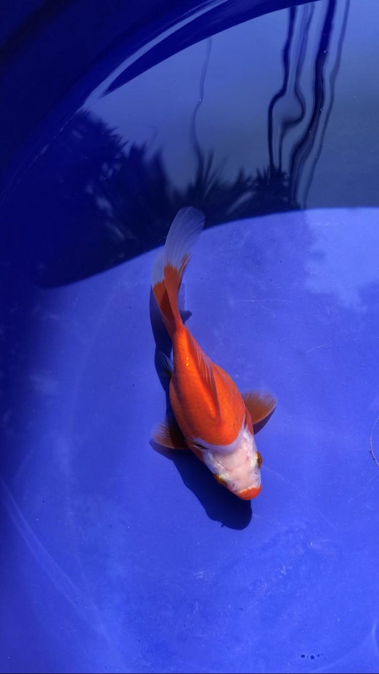 TAMASABA KUCHIBENI MUNUK 10cm