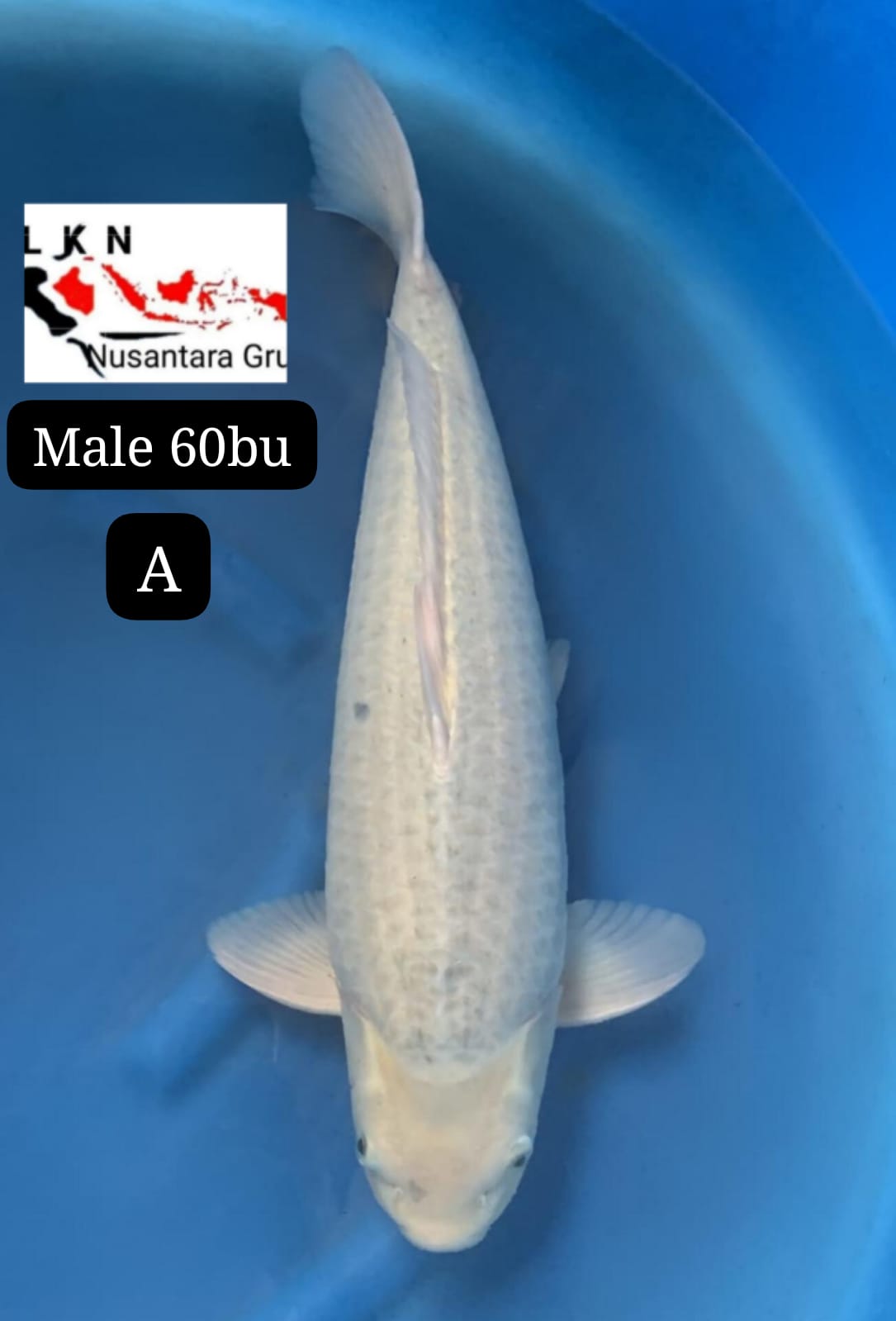 SUPER JUMBO MALE PENGHIAS KOLAM BODY TORPEDO IKAN TITIPAN LOKASI DI BLITAR 65BU 64cm