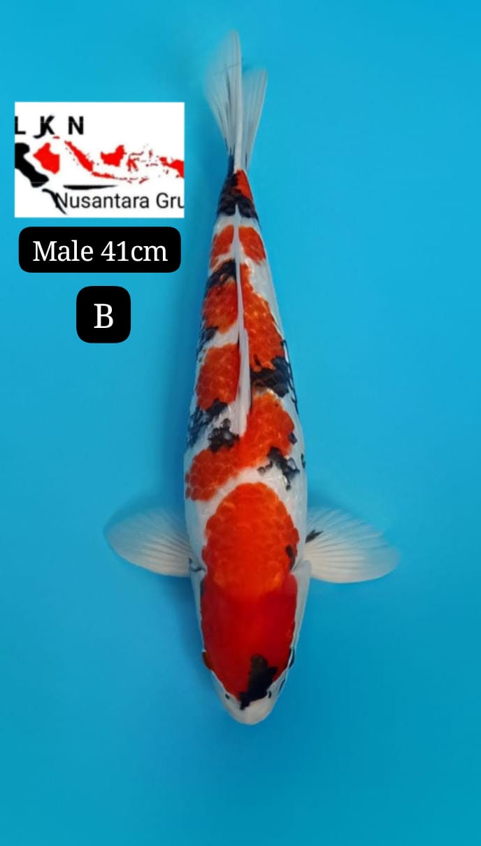 SUPER SHOWA MALE ISTIMEWA CALON MONSTER KOLAM IKAN TITIPAN LOKASI DI BLITAR 41cm