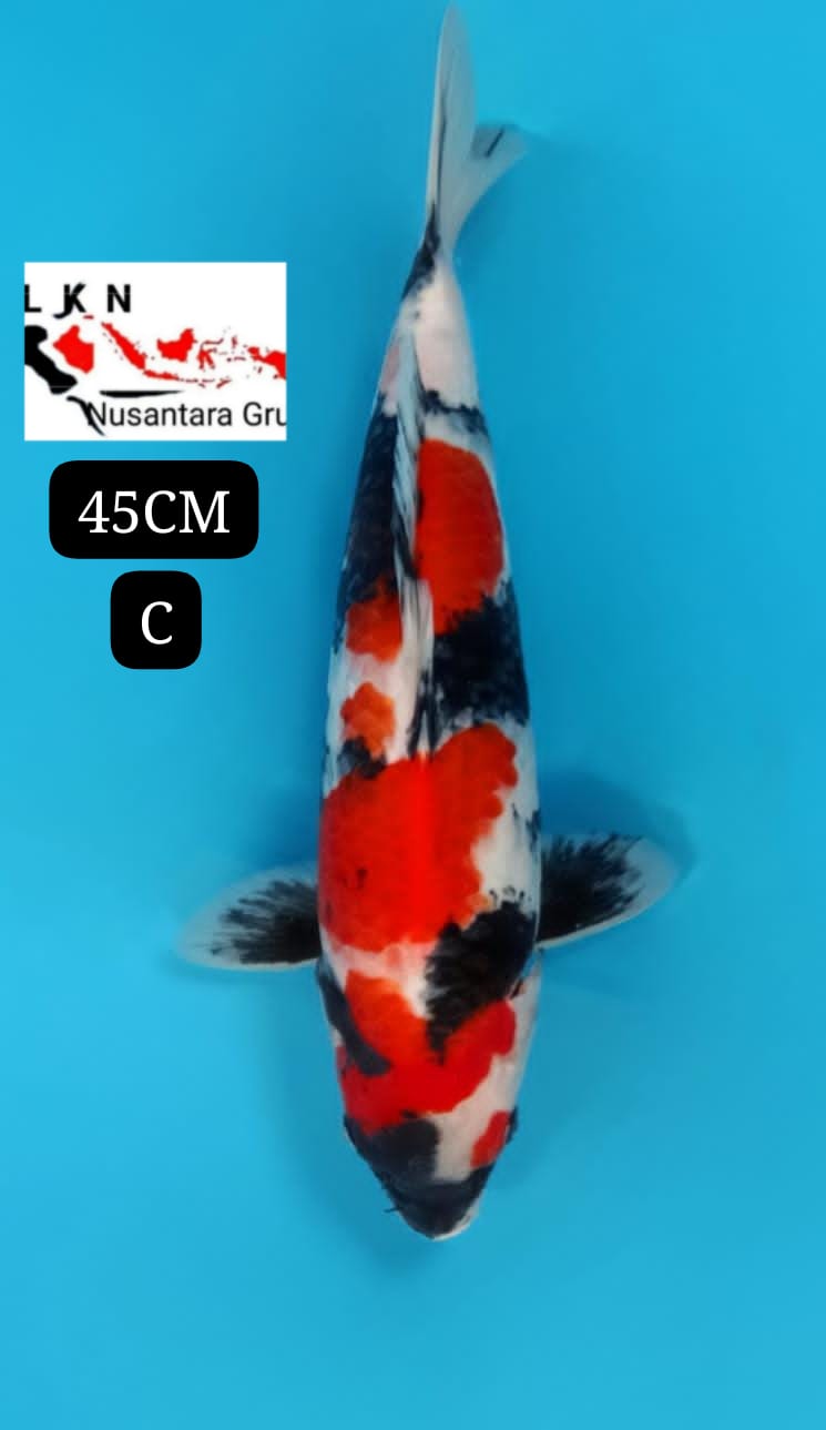 SUPER SHOWA UNCHEK ISTIMEWA CALON MONSTER KOLAM IKAN TITIPAN LOKASI DI BLITAR 45cm