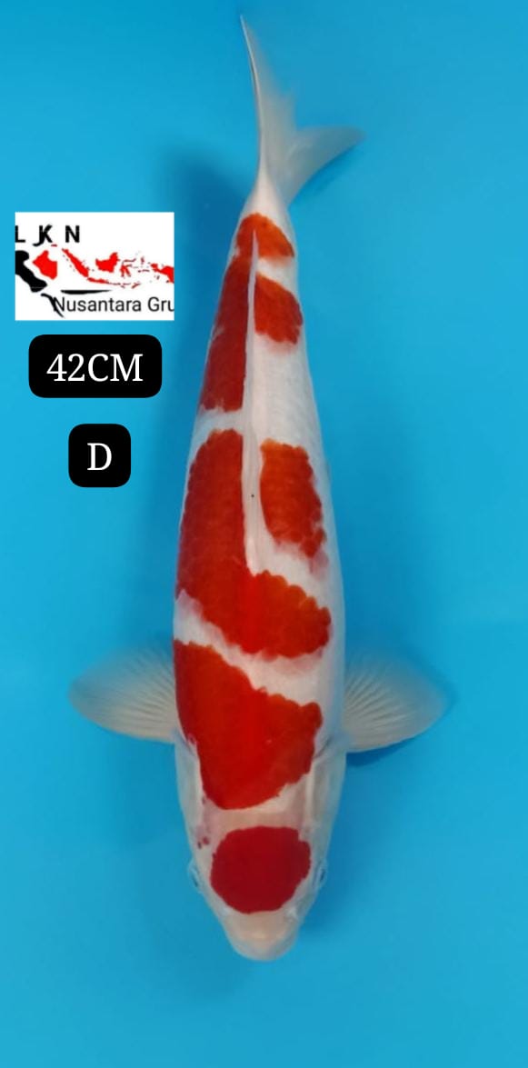 SUPER KOHAKU ISTIMEWA CALON MONSTER KOLAM CALON BAKAT JUMBO IKAN TITIPAN LOKASI DI BLITAR 42cm