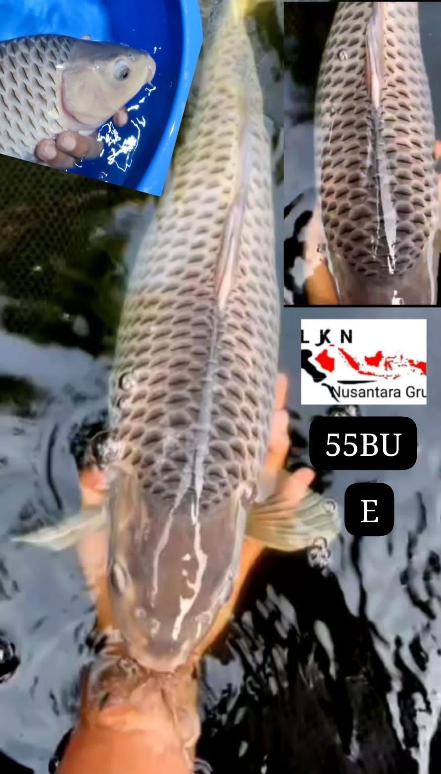 SUPER SORAGOI JUMBO ISTIMEWA CALON JOS IKAN TITIPAN LOKASI DI BLITAR 55BU 54cm