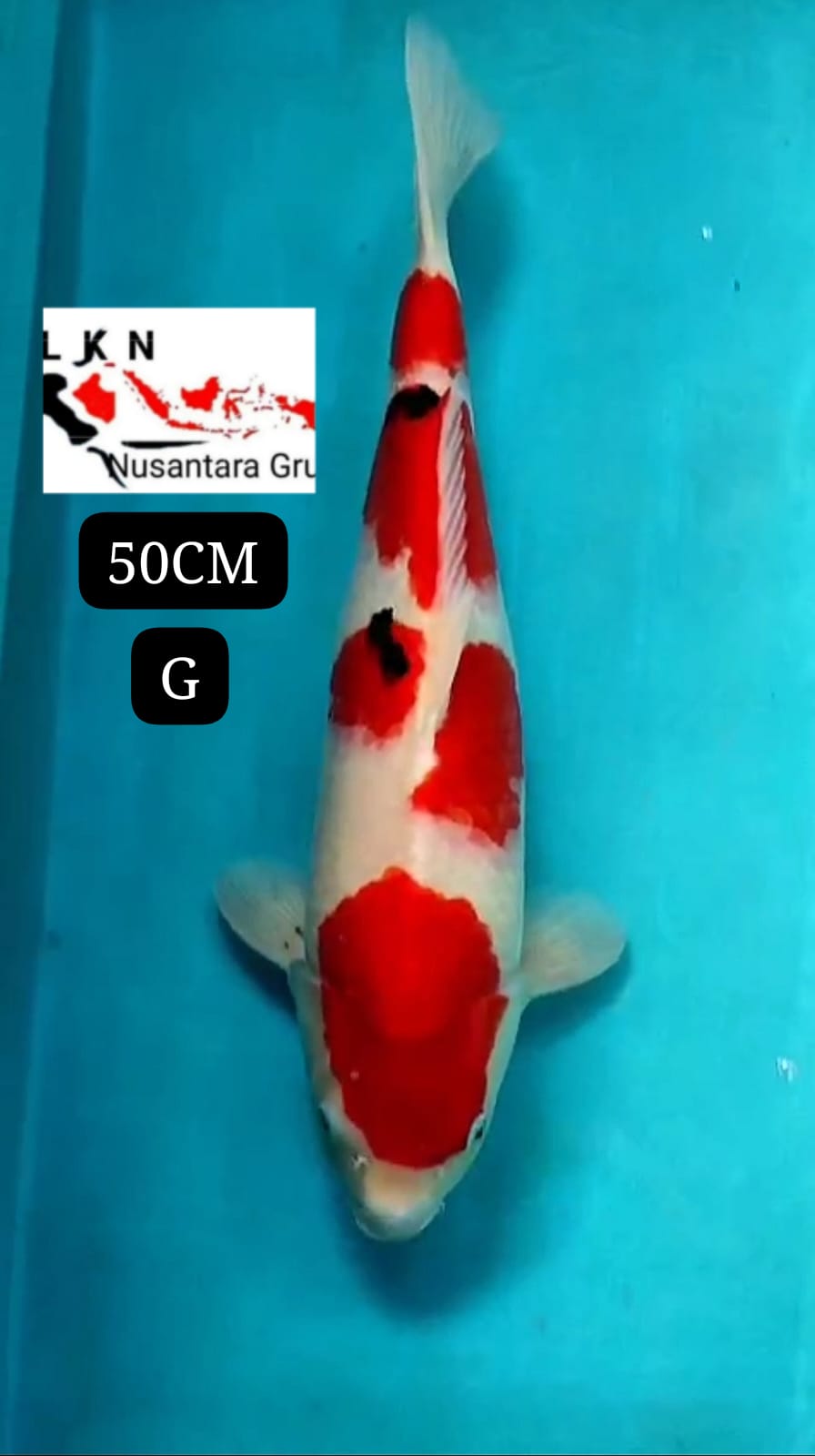 SUPER MARUTEN SHANKE ORIGINAL JUMBO BAKAT JUMBO IKAN TITIPAN LOKASI DI BLITAR 50cm