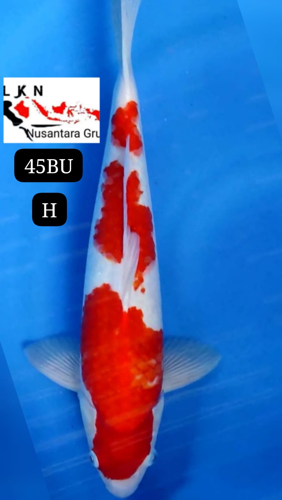 SUPER KOHAKU ISTIMEWA CALON MONSTER KOLAM CALON BAKAT JUMBO IKAN TITIPAN LOKASI DI BLITAR 45BU 44cm