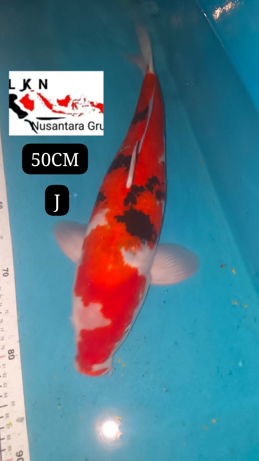 IMPORT NON CERTY TAISHO SHANKE JUMBO MONSTER KOLAM LOKASI IKAN DI KUNINGAN JAWA BARAT 50cm