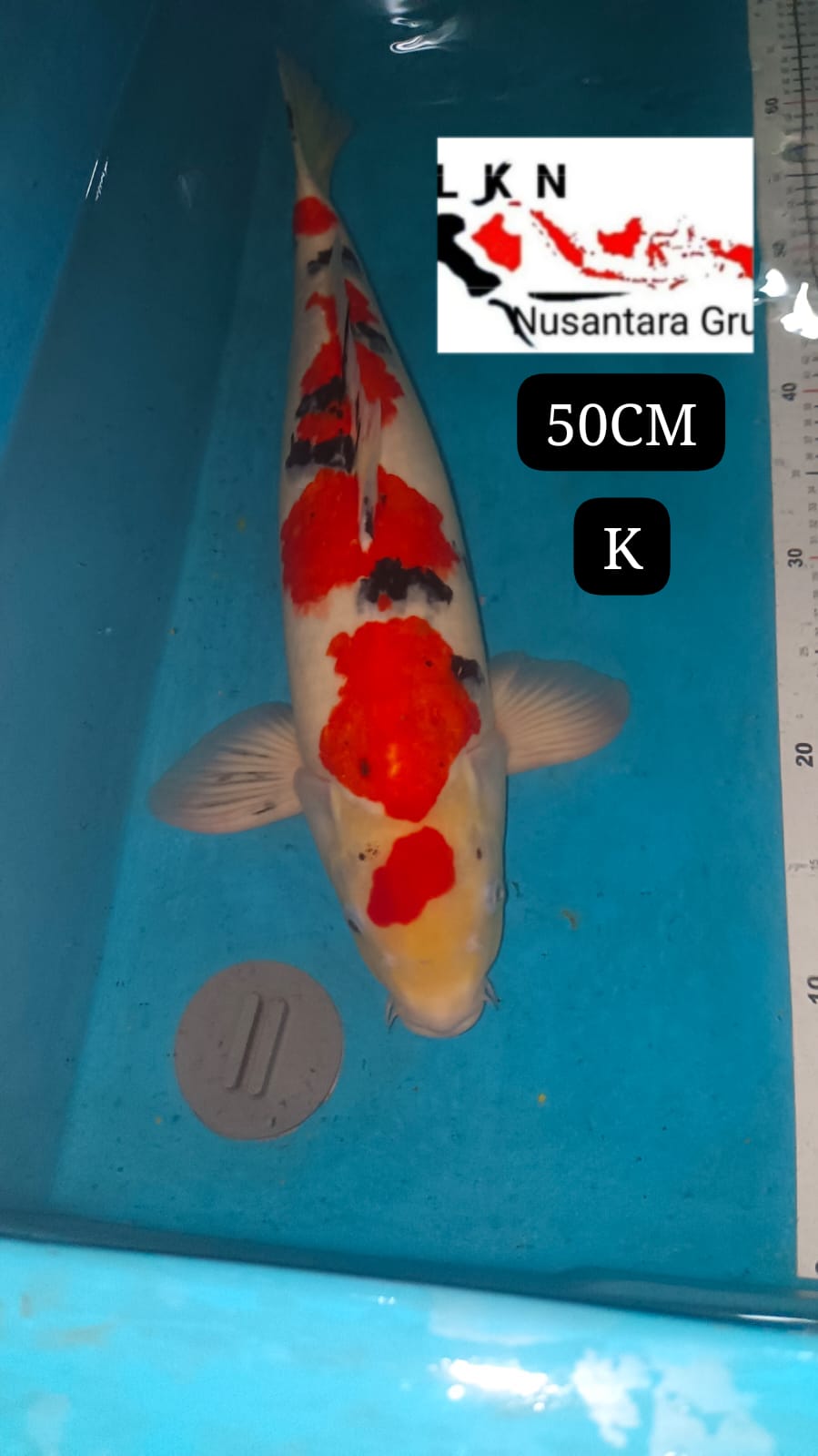 IMPORT NON CERTY TAISHO SHANKE JUMBO MONSTER KOLAM LOKASI IKAN DI KUNINGAN JAWA BARAT 50cm