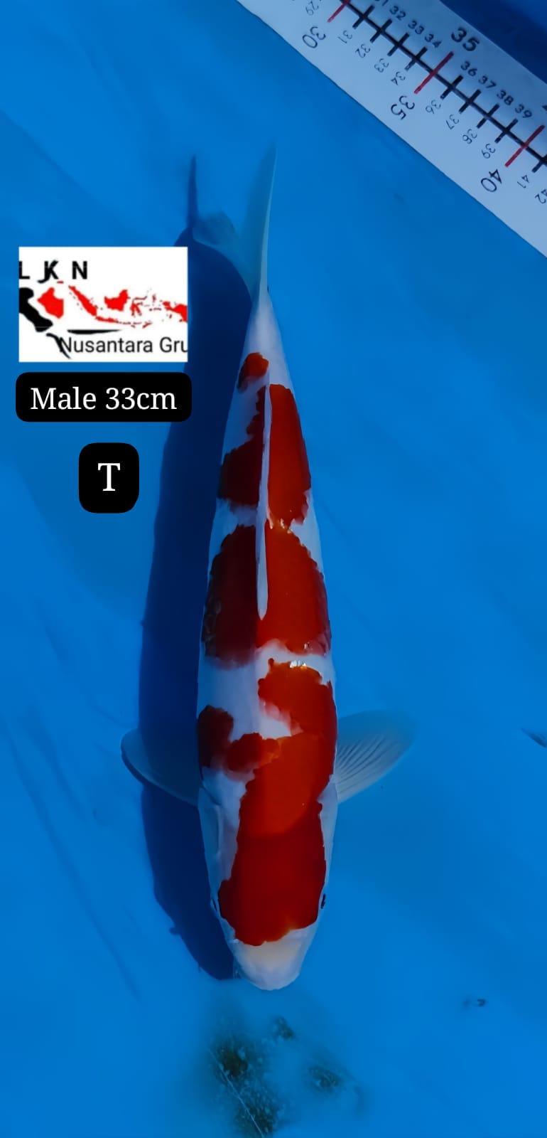 SUPER KOHAKU ORIGINAL MALE IKAN TITIPAN LOKASI DI BLITAR 33cm