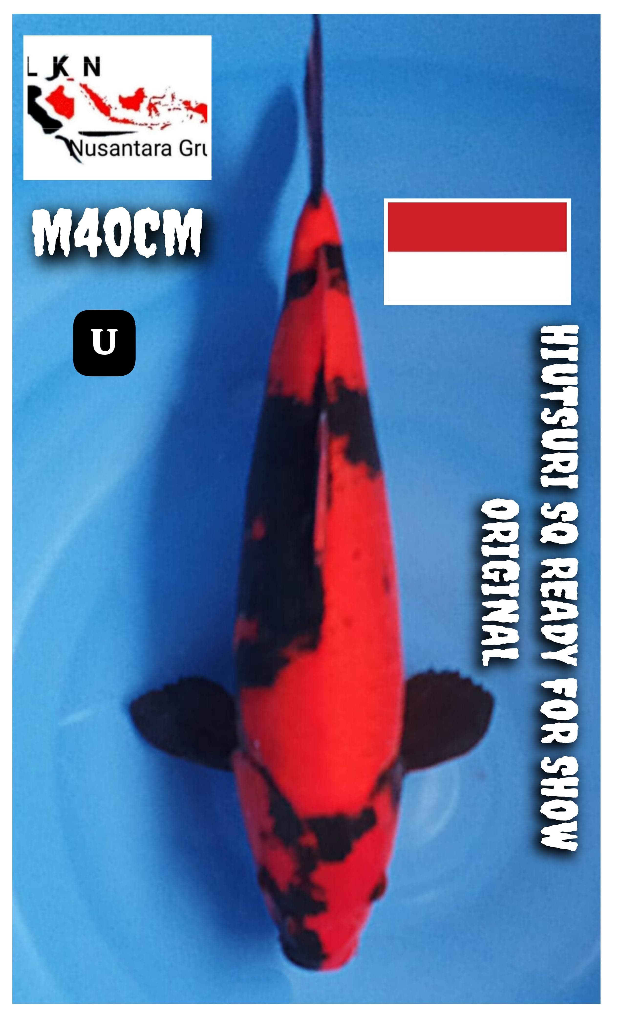 SUPER HIUTSURI SQ MALE IKAN READY SHOW IKAN MEWAH IKANNYA PARA SULTAN NOTE IKAN TITIPAN LOKASI DI KARAWANG 40cm