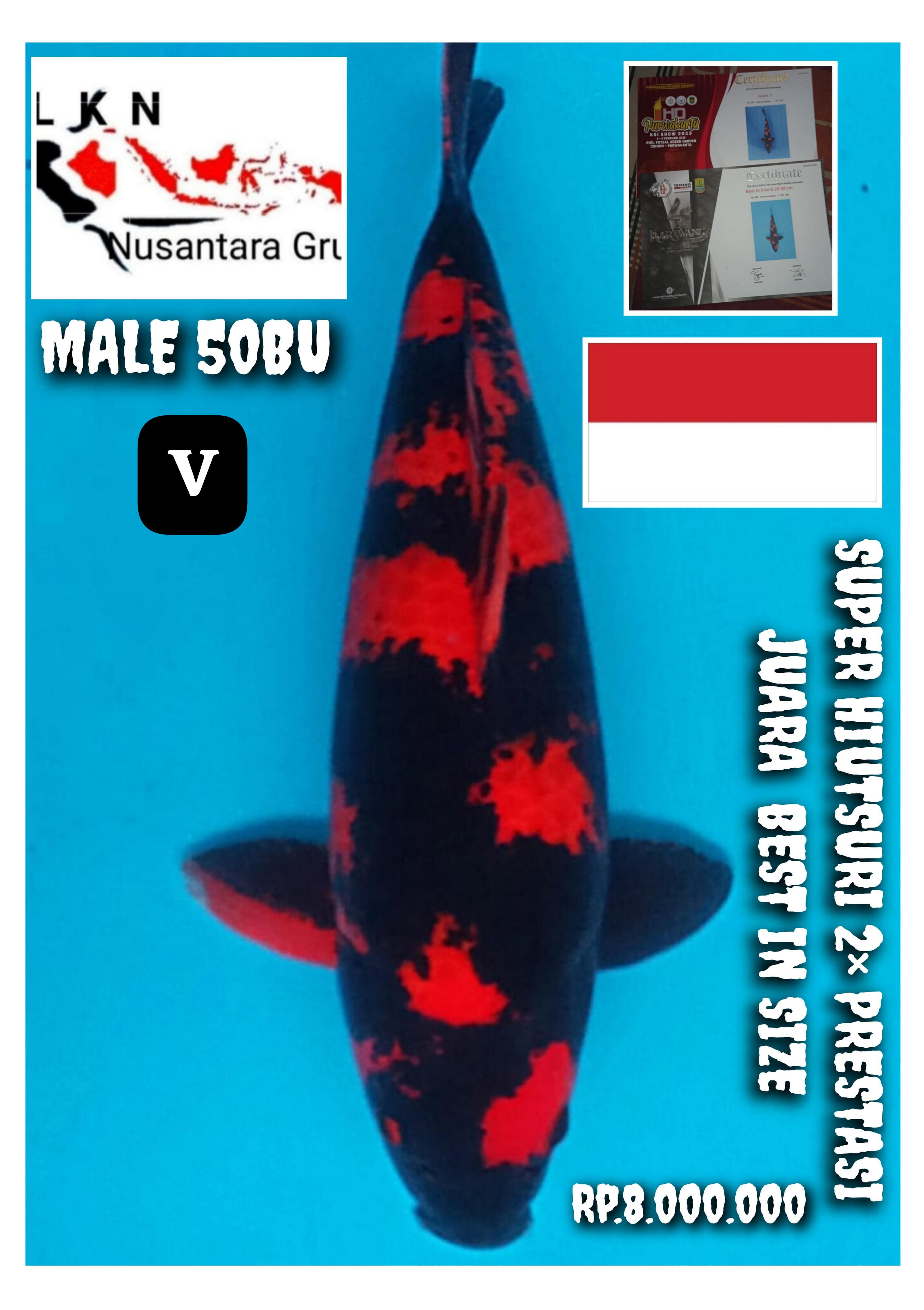 SUPER HIUTSURI MALE 2 KALI PRESTASI JUARA INCLUDE 2 CERTY BEST IN SIZE IKAN MEWAH IKANNYA PARA SULTAN IKAN TITIPAN LOKASI DI KARAWANG 50BU 48cm