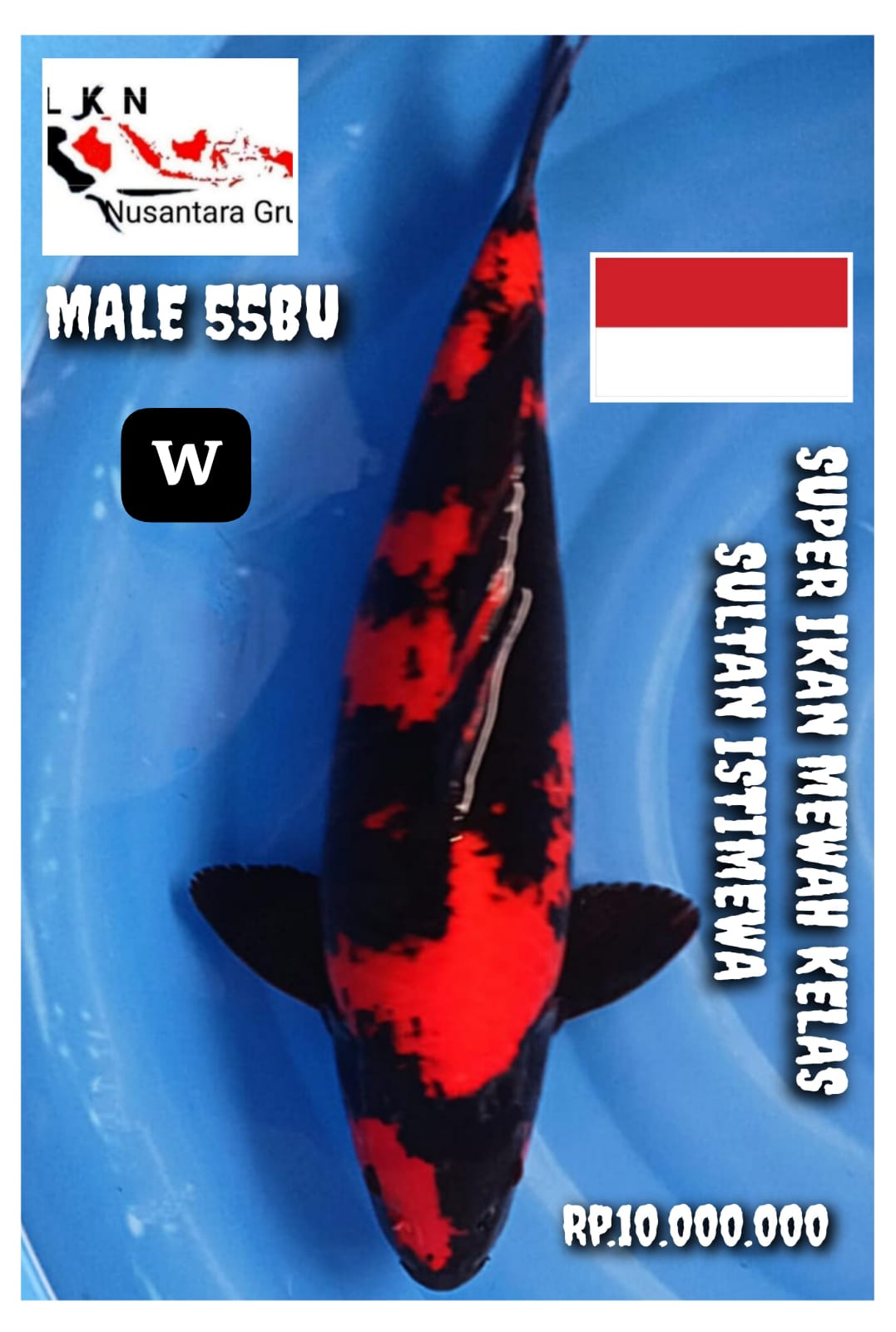 SUPER HIUTSURI MALE IKAN MEWAH KELAS SULTAN JUMBO MONSTER KOLAM NOTE IKAN TITIPAN LOKASI DI KARAWANG 55BU 53cm