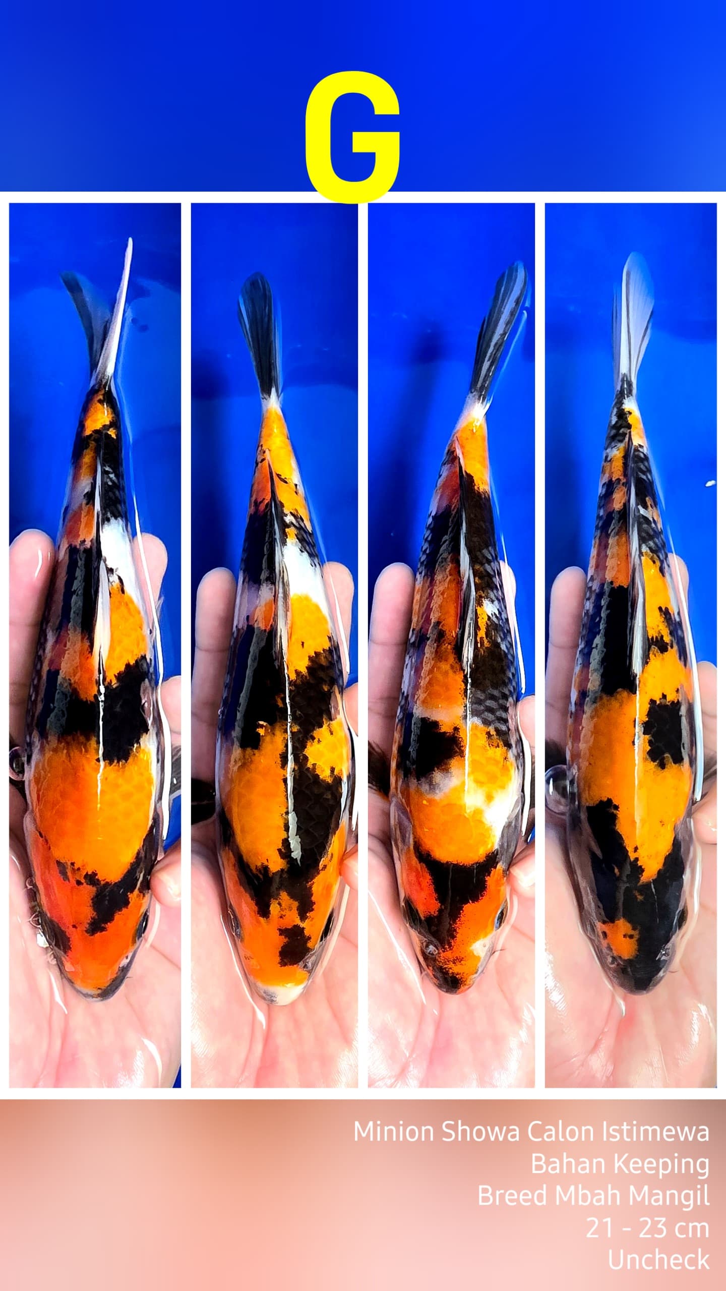 MINION SHOWA BY MBAH MANGIL BAHAN KEEPING 21 23cm