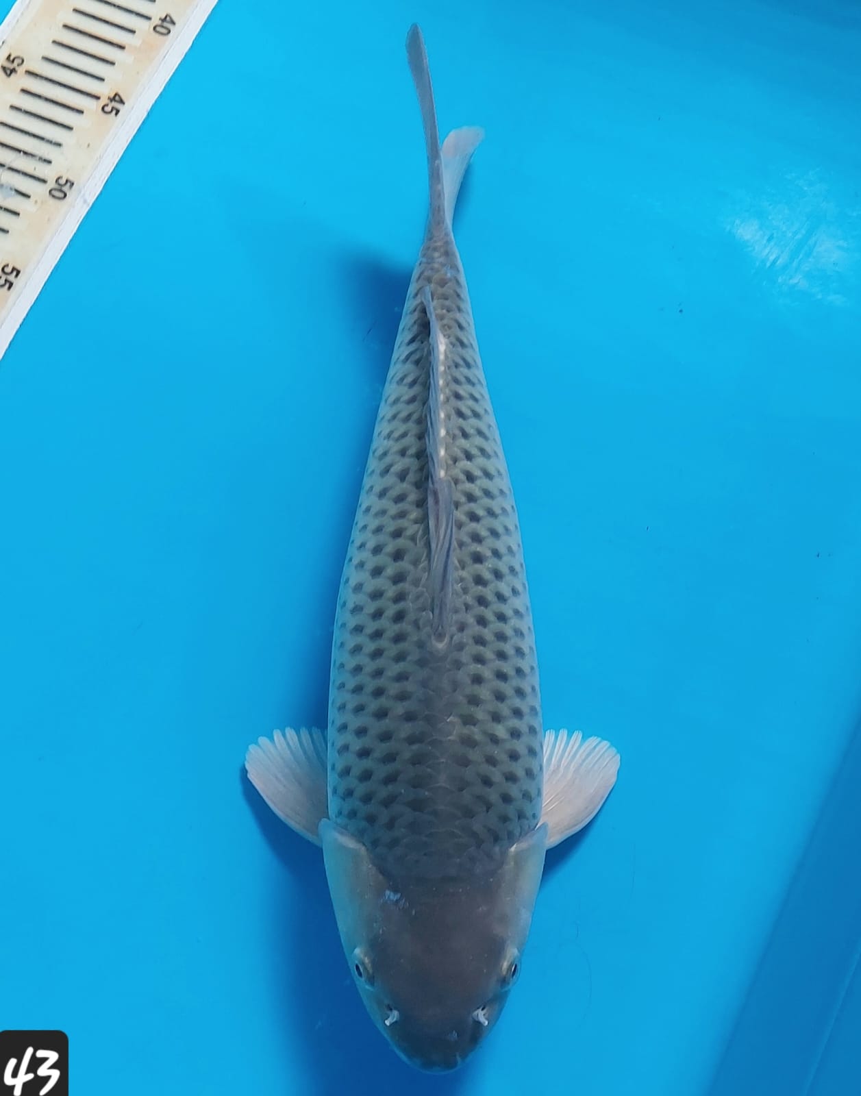SORAGOI KKF PRODUCT 43cm