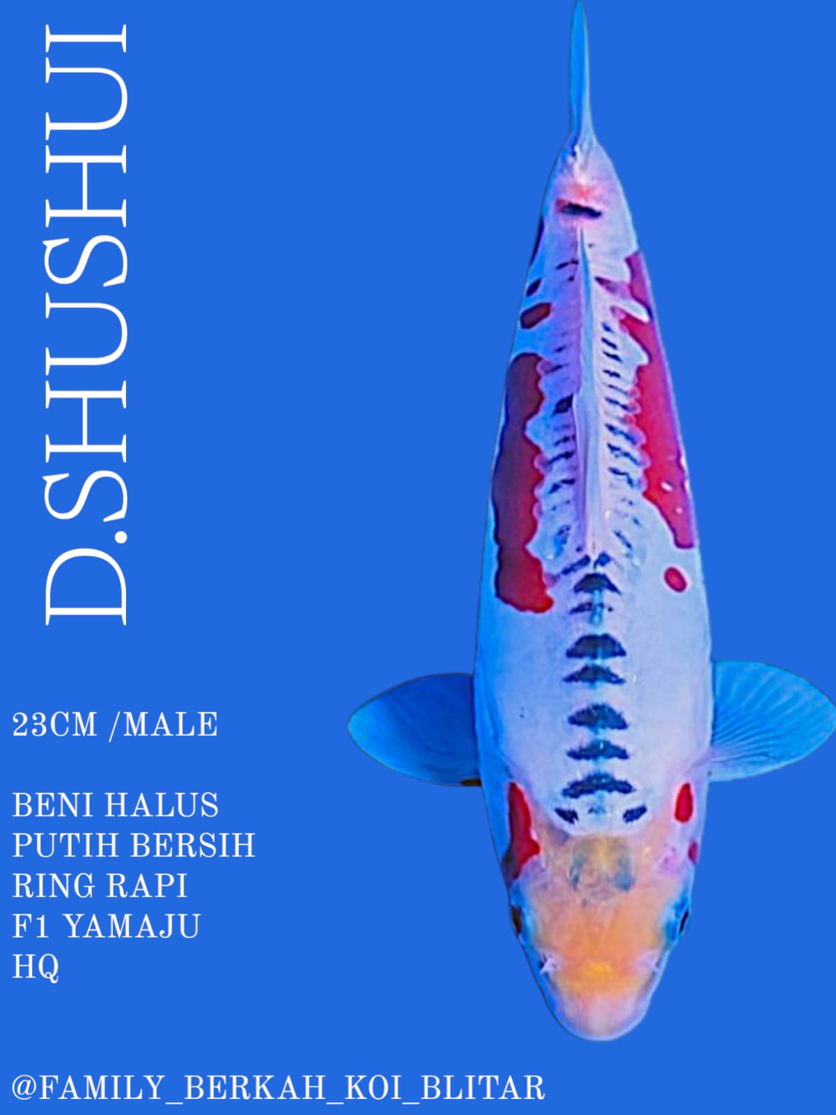 SHUSHUI 23cm