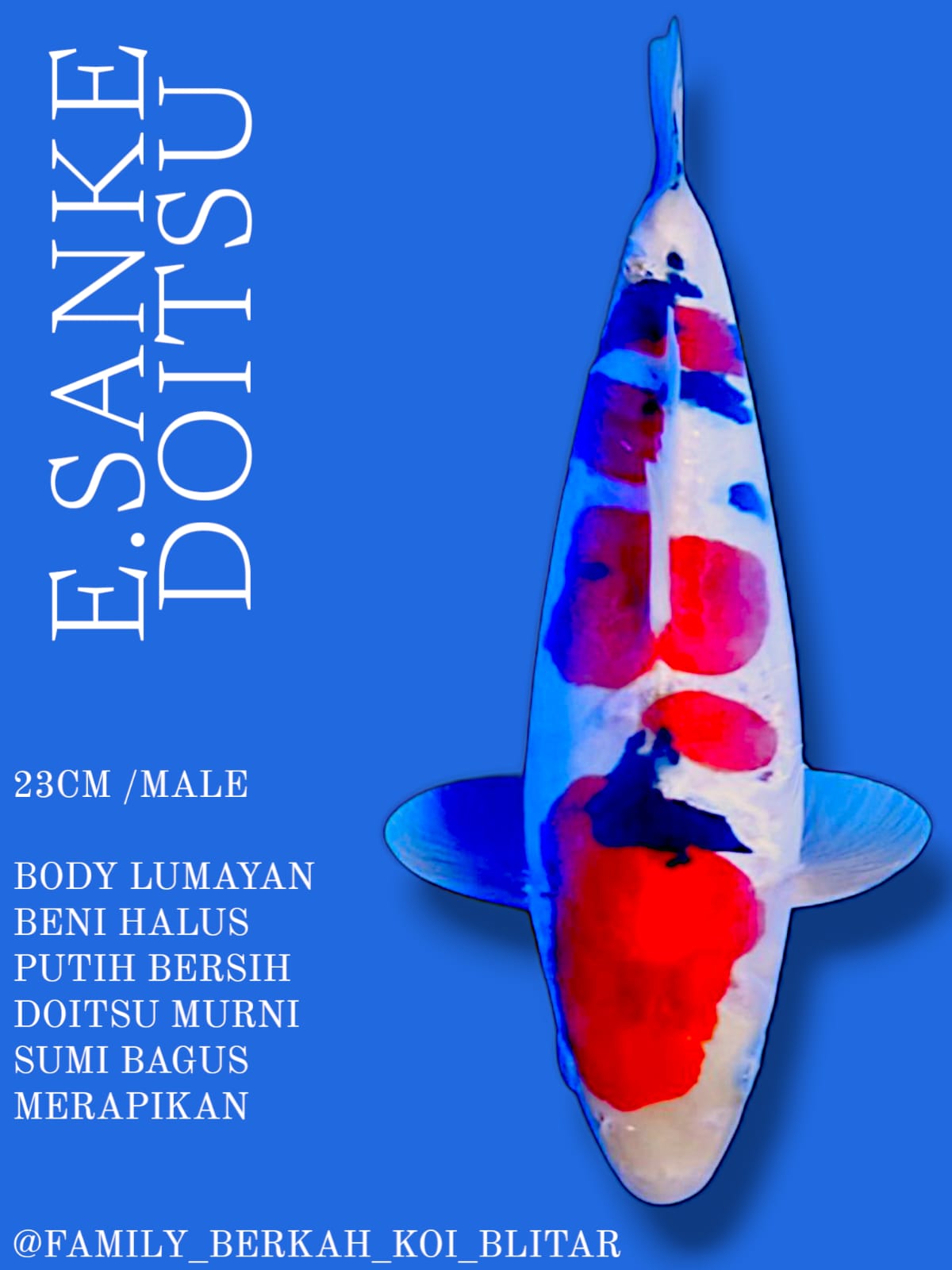 SANKE DOITSU 23cm