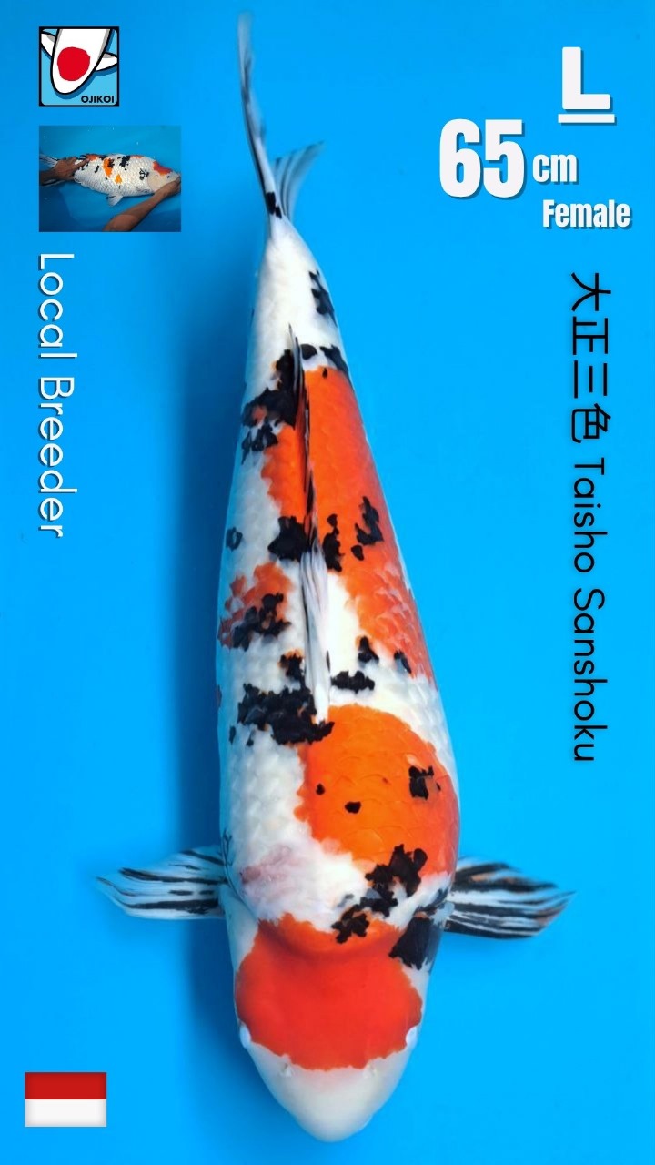 SANKE JUMBO LOCAL BREEDER SIZE 65cm