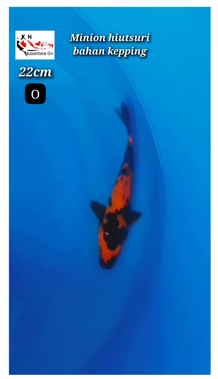 MINION HIUTSURI BAHAN KEPPING LOKASI IKAN DI BKC 22cm