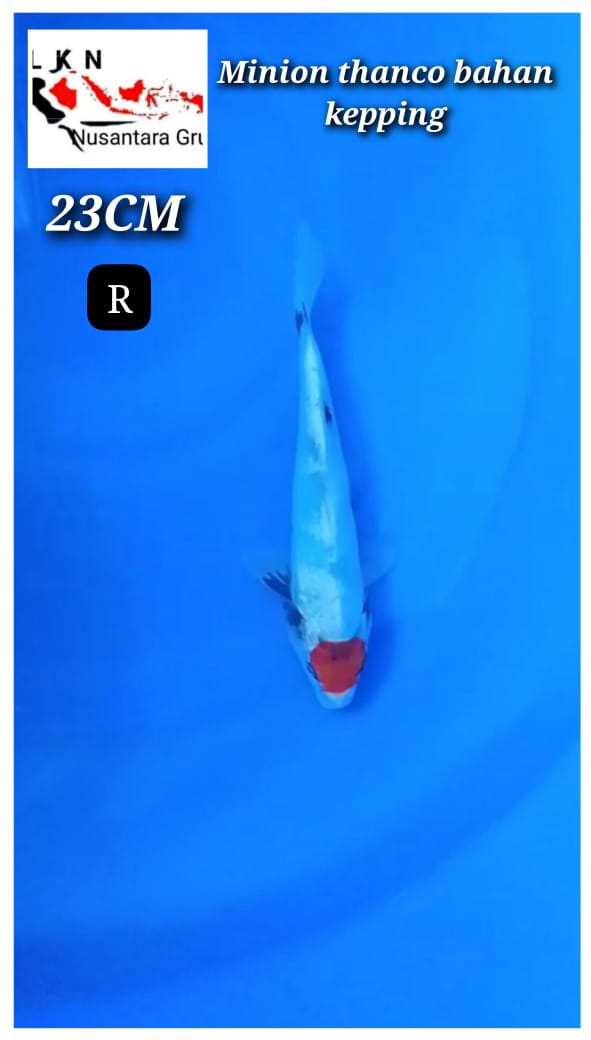 MINION THANCO BAHAN KEPPING LOKASI IKAN BKC 23cm