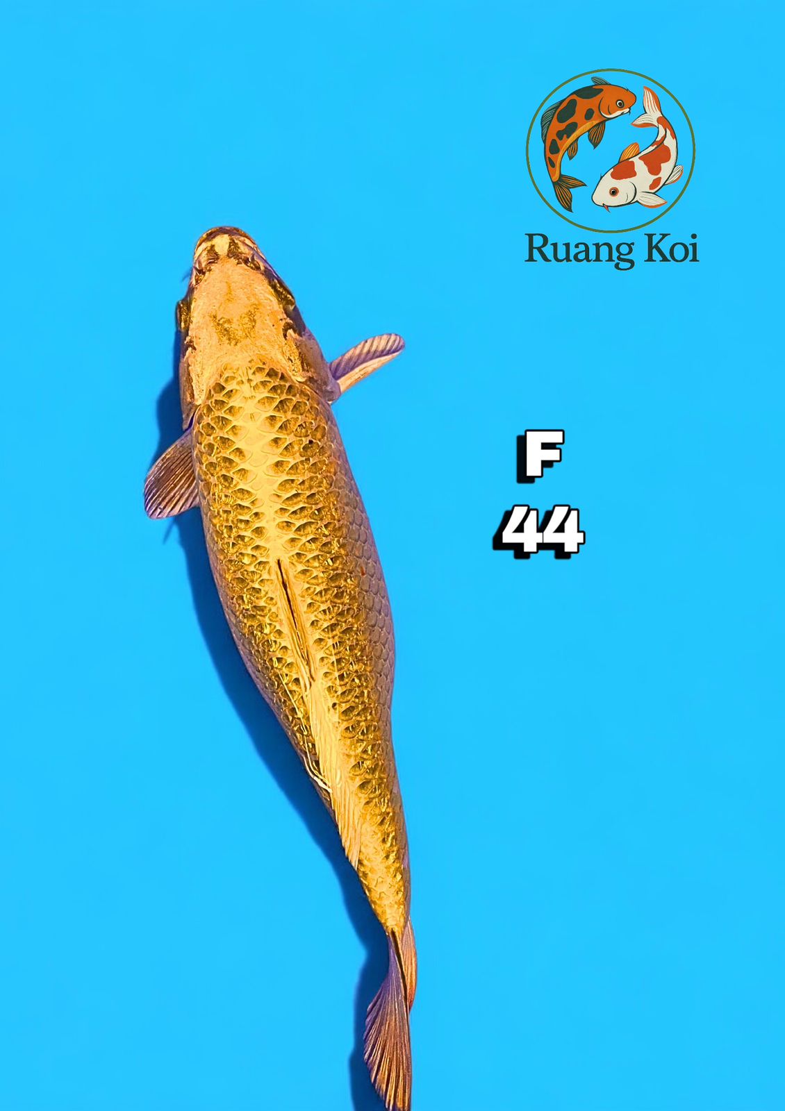 MUKASHI OGON 44cm