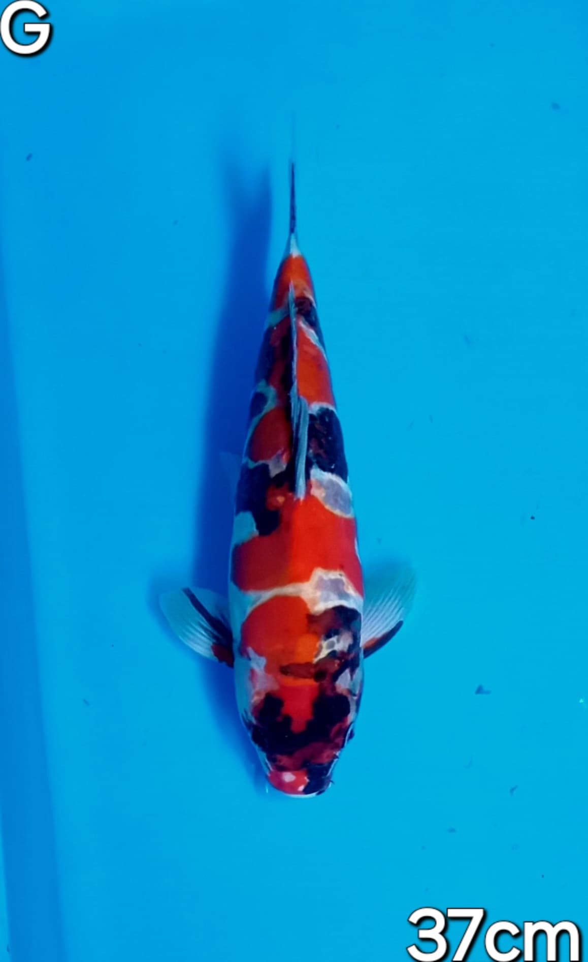 SHOWA DOITSU 37cm