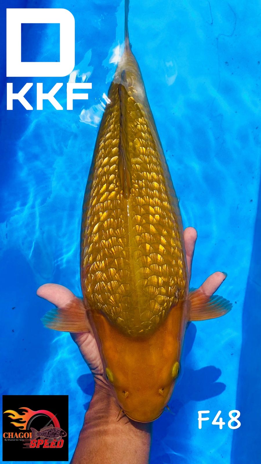 CHAGOI GINRINBULKY BREEDER KHUSNUL 48cm