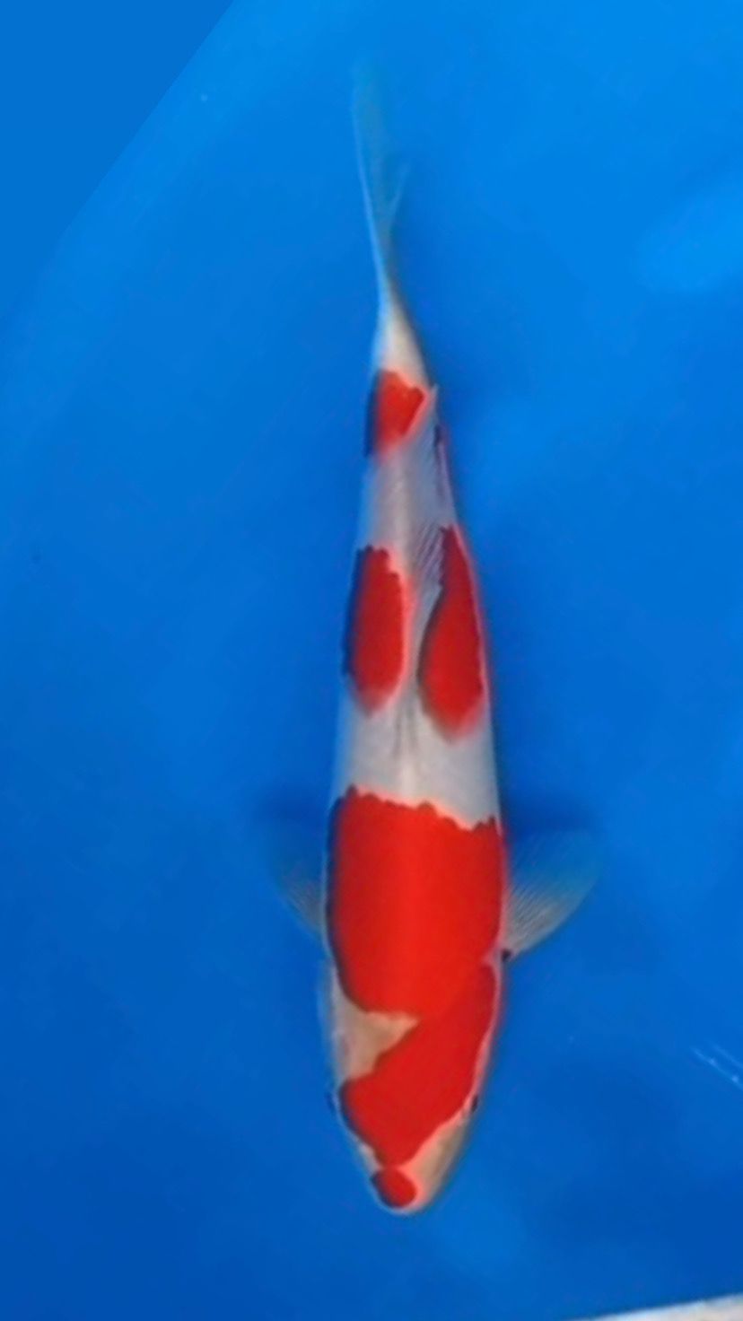 KOHAKU TOSAI IMPORT MOMOTARO STRONG HALUS CALON JUMBO SIZE 30cm