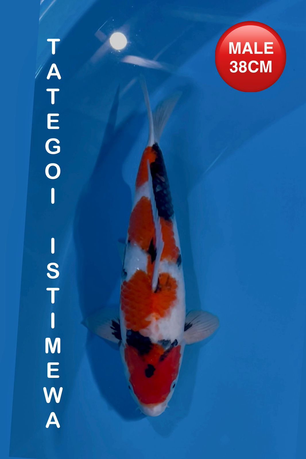 SHOWA TETEGOI HQ 38cm