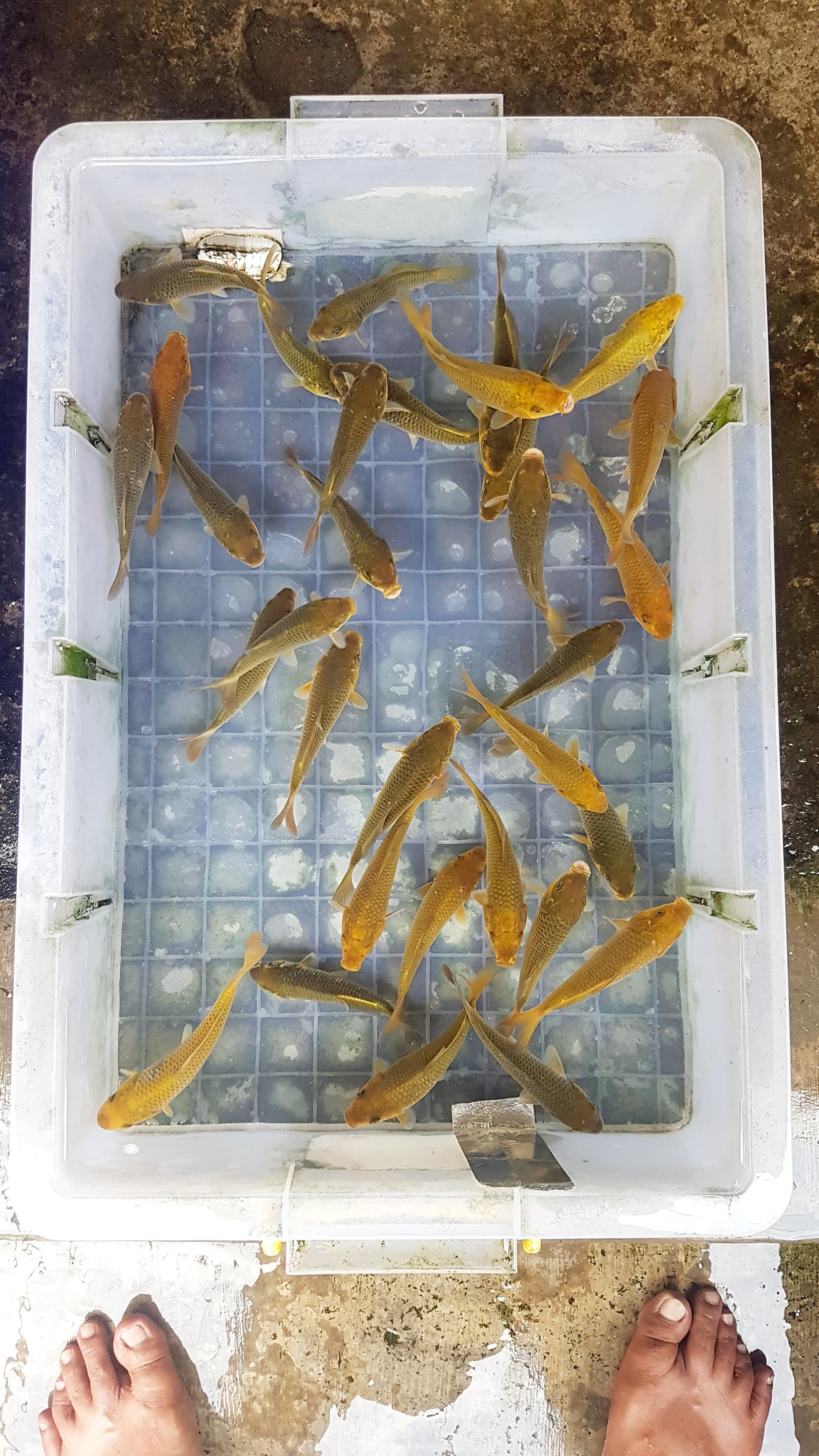 PAKET BIBITAN CHAGOI 30EKOR BAHAN PUNUK 1113cm