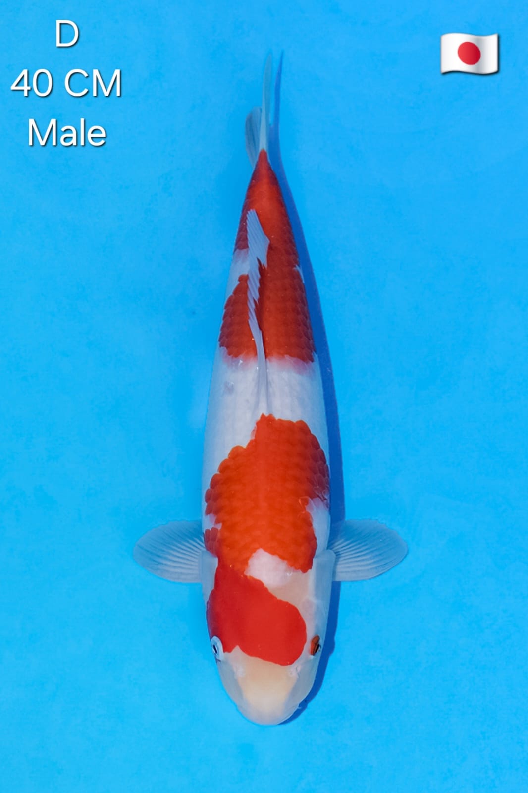 KOHAKU MATSUE KOI FARM ORIGINAL PATTERN VERY HIGH QUALITY MALE 40cm