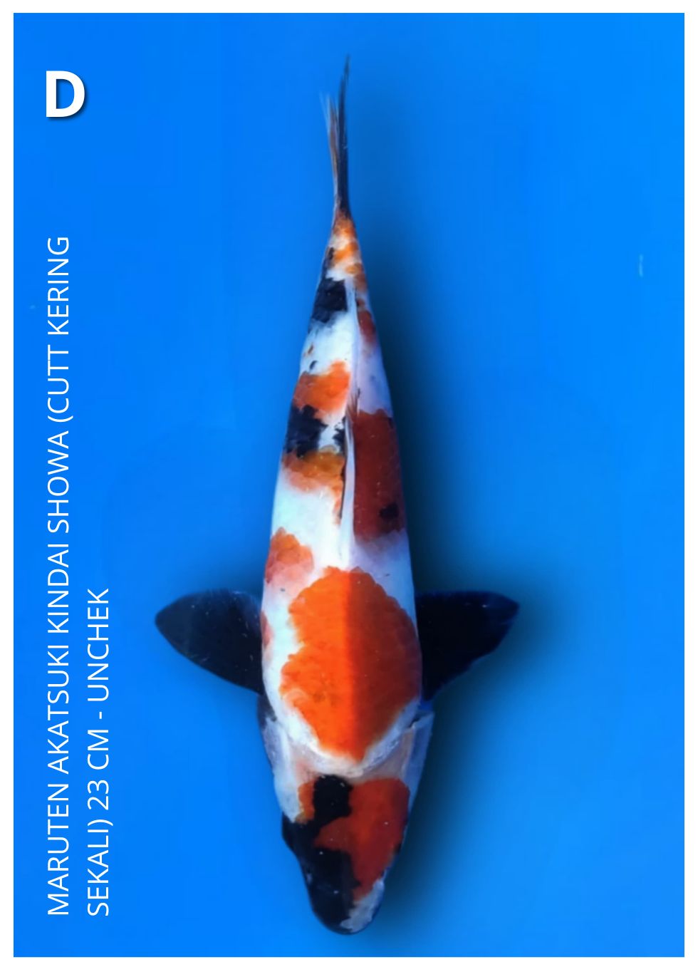 MARUTEN AKATSUKI KINDAI SHOWA (CUTT KERING SEKALI) 23cm