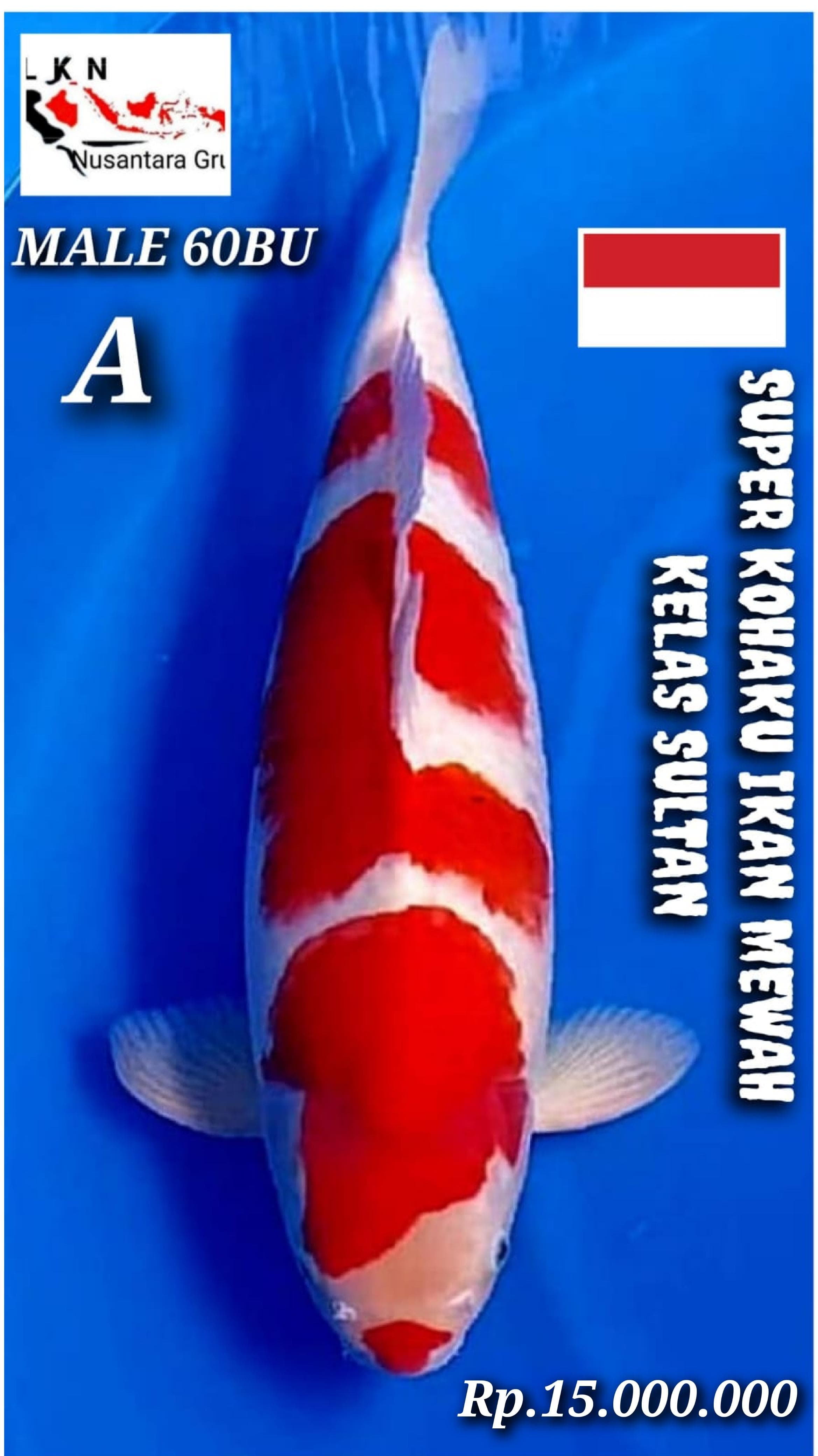 SUPER KOHAKU MALE JUMBO MEWAH KELAS SULTAN IKAN TITIPAN DI LOKASI CIKARANG 60BU 59cm