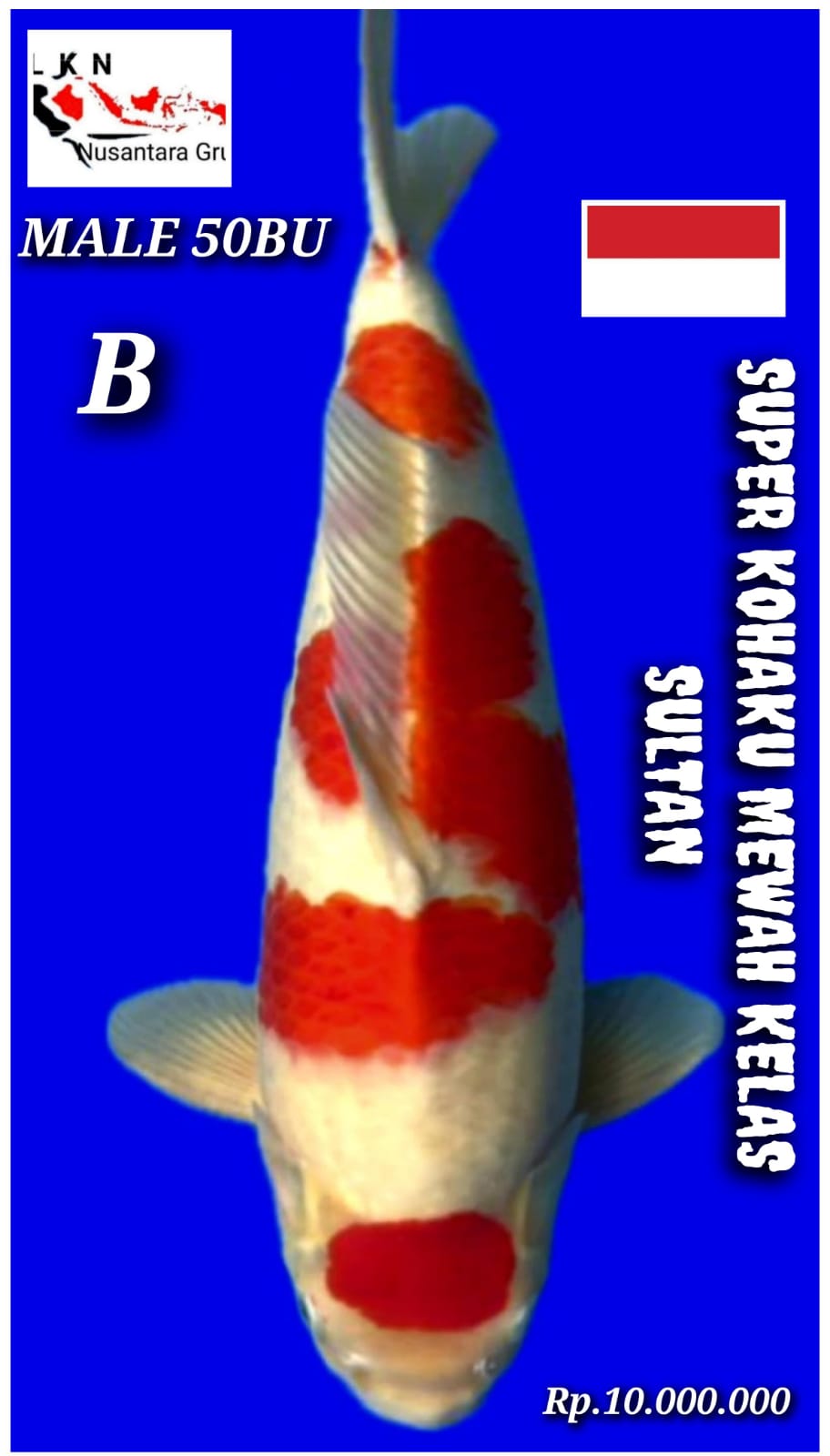 SUPER KOHAKU MALE JUMBO MEWAH KELAS SULTAN IKAN TITIPAN DI LOKASI CIKARANG 50BU 49cm
