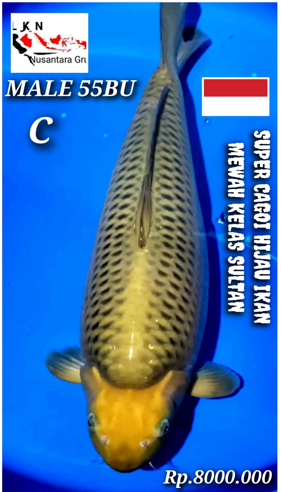 SUPER CAGOI HIJAU IKAN MEWAH KELAS SULTAN ISTIMEWA IKAN TITIPAN DI LOKASI CIKARANG 55BU 54cm