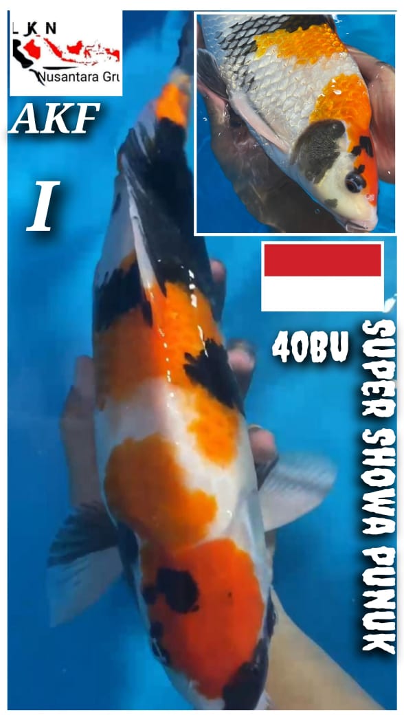 SUPER SHOWA AKF ORIGINAL PUNUK IKAN TITIPAN DARI LOKASI KARAWANG 40BU 38cm