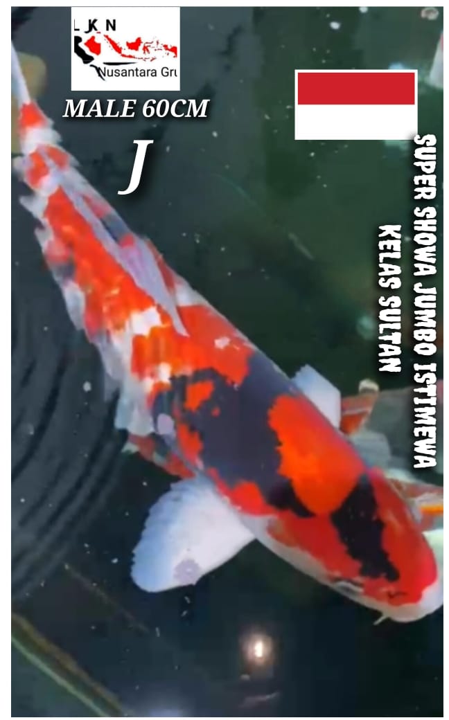 SHOWA PEJANTAN JUMBO ORIGINAL MONSTER KOLAM SULTAN IKAN TITIPAN DI BANDUNG 60cm