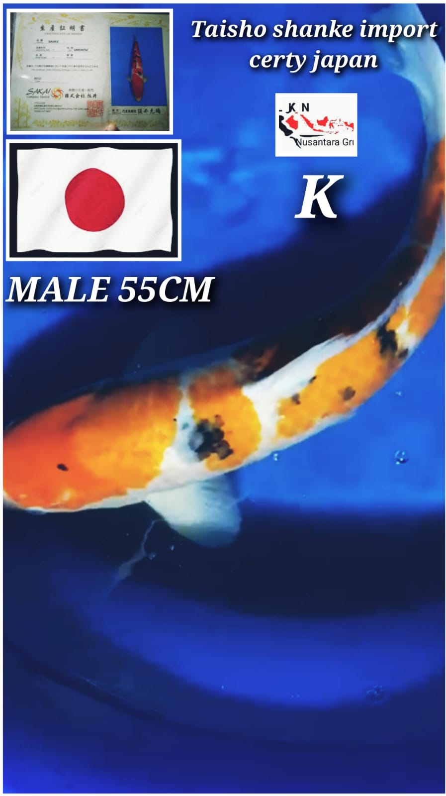 TAISHO SHANKE IKAN IMPORT JAPAN JUMBO MALE IKAN TITIPAN DI LOKASI BANDUNG 55cm